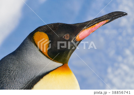 キングペンギンの顔の写真素材