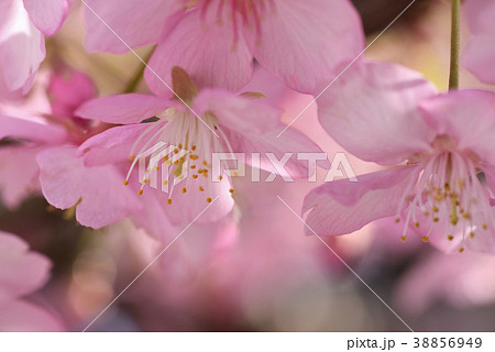 サクラ(河津桜) サクラ(河津桜) 38856949