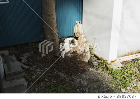 空き地にいる猫 38857037
