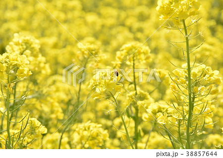 菜の花とミツバチ 38857644