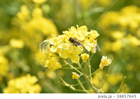 菜の花とミツバチ 38857645