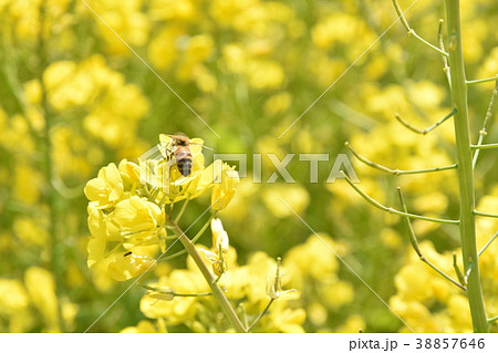菜の花とミツバチ 38857646