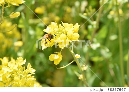 菜の花とミツバチ 38857647