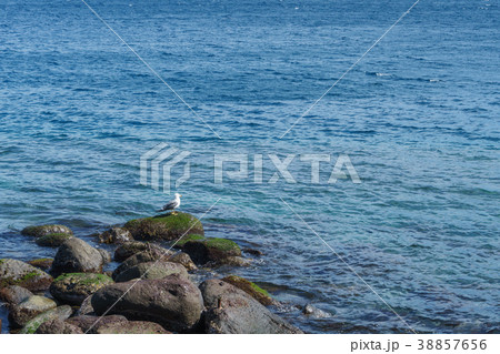 磯の上に佇むカモメ 38857656