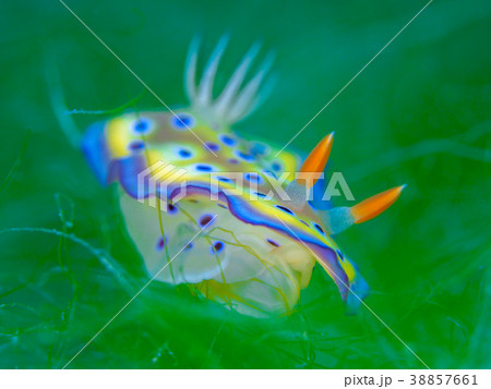 ウミウシ ウミウシ 38857661