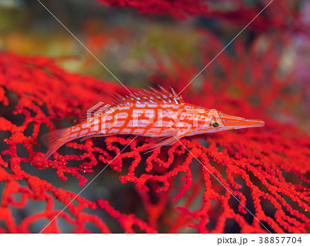 クダゴンベ 38857704