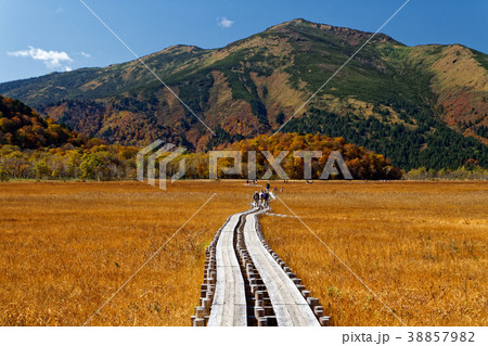 草紅葉の尾瀬ヶ原を行くハイカーと至仏山 38857982