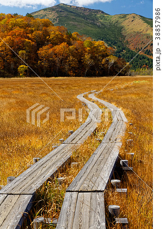 草紅葉の尾瀬ヶ原の木道と至仏山の写真素材