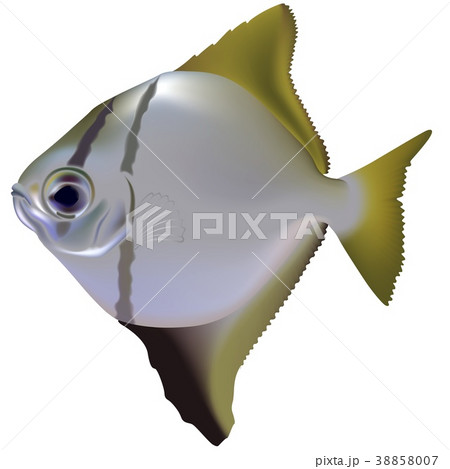 Aquarium Fish 38858007