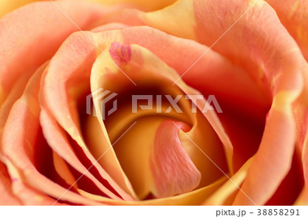 Close up of orange roses soft style with dewdrops Close up of orange roses soft style with dewdrops 38858291