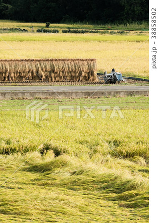 秋の農村風景 秋の農村風景 38858502