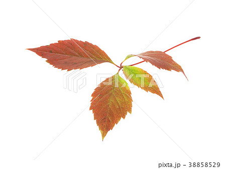 Twig of the wild grapes. 38858529