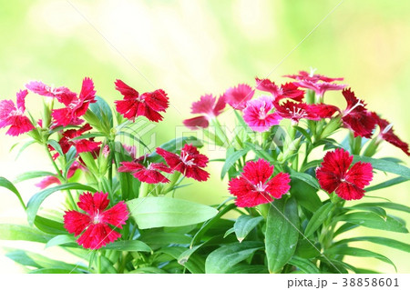 ナデシコ 赤花 ナデシコ 赤花 38858601