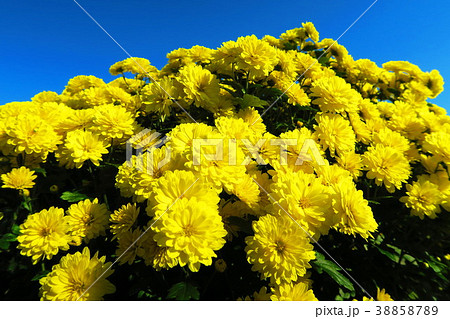 密集した菊の花と青空の風景 38858789