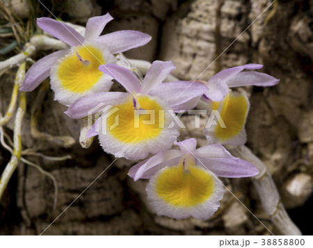 原種洋ランDendrobium primulinumの写真 38858800