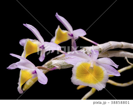 原種洋ランDendrobium primulinumの写真 原種洋ランDendrobium primulinumの写真 38858801