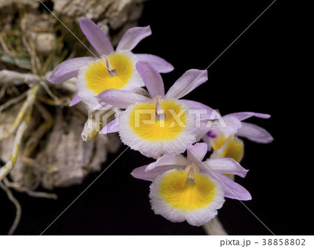 原種洋ランDendrobium primulinumの写真 原種洋ランDendrobium primulinumの写真 38858802