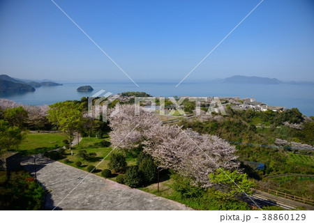 御立岬の桜 38860129