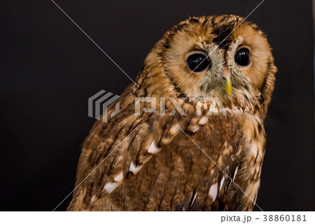フクロウ 38860181