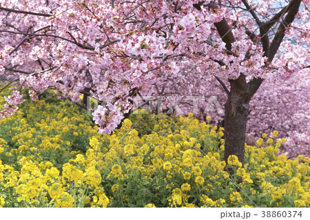 桜と菜の花のコラボレーション 桜と菜の花のコラボレーション 38860374