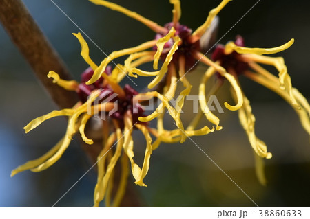 早春のマンサク 38860633