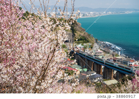 東海道の桜 38860917