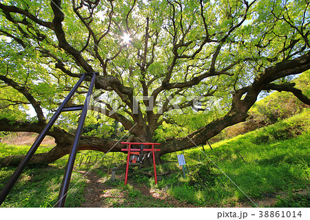 志々島の大楠 38861014