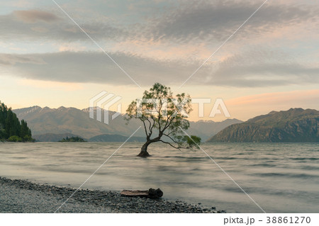 Alone tree on Wanaka water lake with mountain Alone tree on Wanaka water lake with mountain 38861270