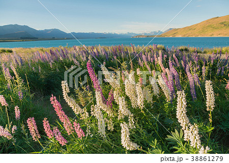 Lupin blossom over Lake Tekapo 38861279