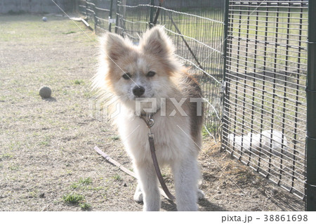 家族になって下さい 待ちわびる犬 家族になって下さい 待ちわびる犬 38861698