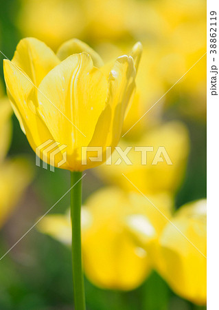 黄色いチューリップの花 黄色いチューリップの花 38862119