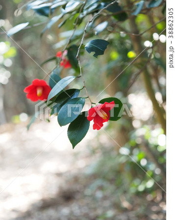 ヤブツバキ 38862305