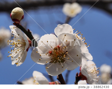 梅の花　白梅の花　ウメ　梅 38862430