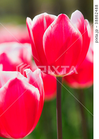 赤と白の花びらのチューリップ 38862488