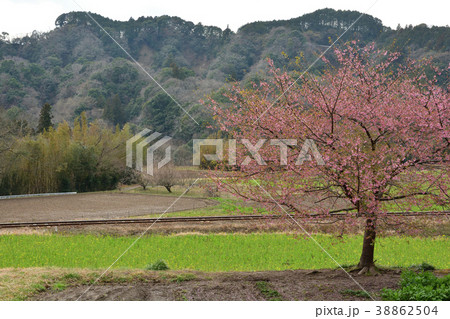 房総・小湊鉄道と菜の花畑 房総・小湊鉄道と菜の花畑 38862504