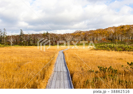 神仙沼　黄金色に輝く草紅葉 38862516