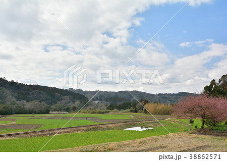 房総・小湊鉄道と菜の花畑 房総・小湊鉄道と菜の花畑 38862571