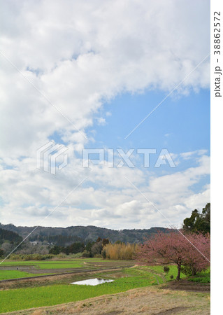房総・小湊鉄道と菜の花畑 38862572