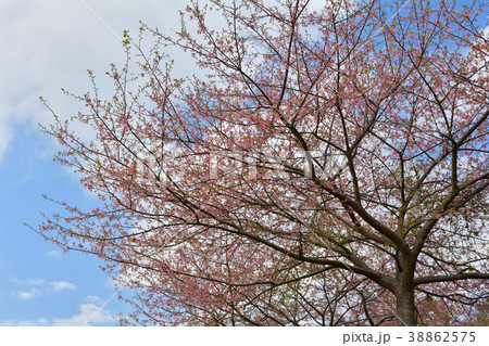 房総・小湊鉄道と菜の花畑と桜 38862575