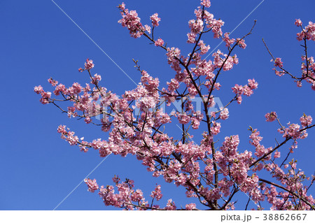 早春の美しい河津桜 38862667