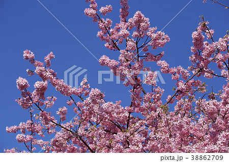 早春の美しい河津桜 38862709