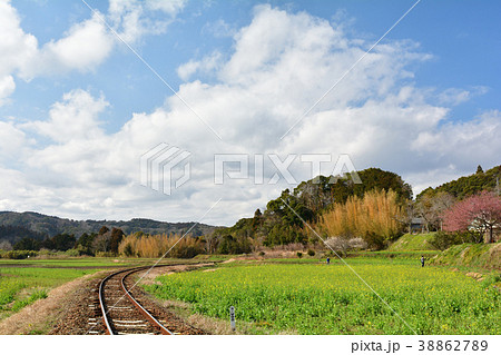 房総・小湊鉄道と菜の花畑 38862789