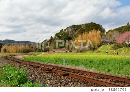 房総・小湊鉄道と菜の花畑 房総・小湊鉄道と菜の花畑 38862791