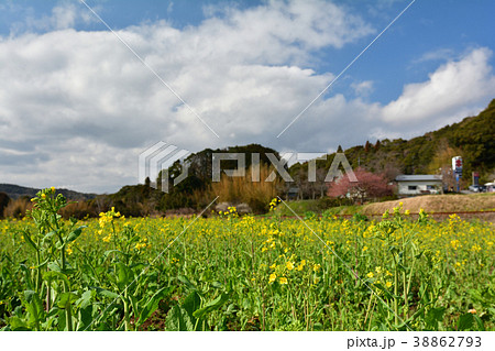 房総・小湊鉄道と菜の花畑 38862793