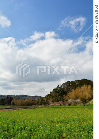 房総・小湊鉄道と菜の花畑 38862903