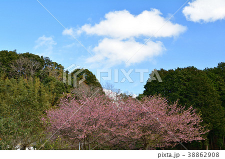 房総・小湊鉄道と菜の花畑 房総・小湊鉄道と菜の花畑 38862908