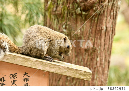 木の立て看板の上で食事中のリスの横顔 木の立て看板の上で食事中のリスの横顔 38862951