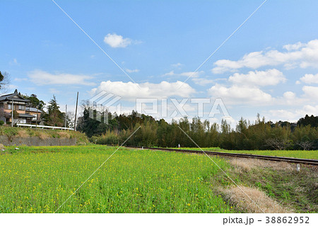 房総・小湊鉄道と菜の花畑 房総・小湊鉄道と菜の花畑 38862952