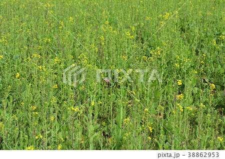 房総・小湊鉄道と菜の花畑 38862953