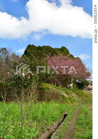 房総・小湊鉄道と菜の花畑 38862954